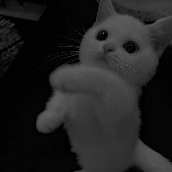 catwooo